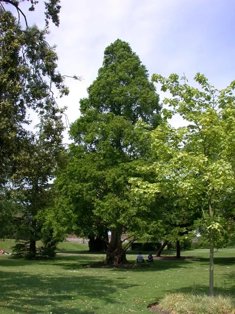 Dawn Redwood (Metasequoia Glyptostroboides) — conifer / tree for full