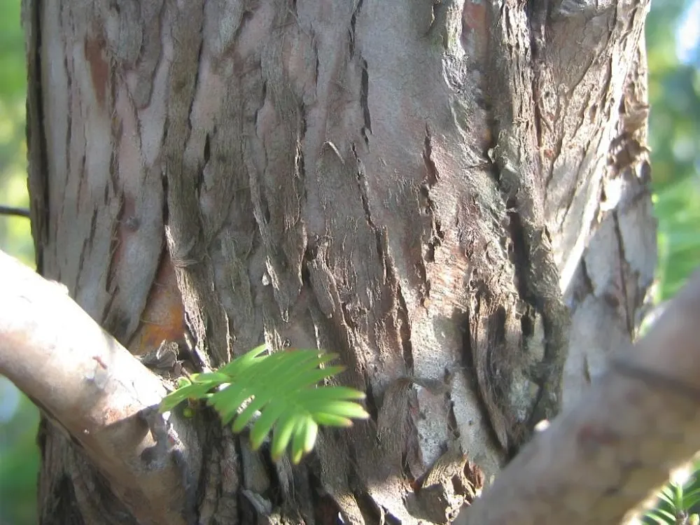 Dawn Redwood (Metasequoia Glyptostroboides) — Originally thought extinct and known only from fossil records; frequently reaching 70 to 100 feet, image 57
