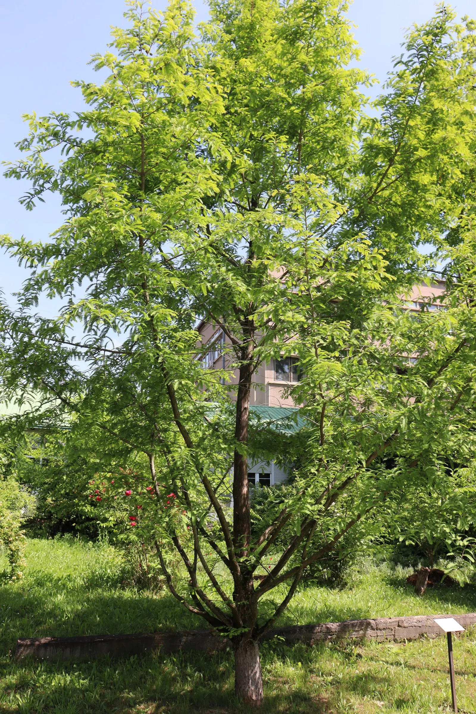 Dawn Redwood (Metasequoia Glyptostroboides) — turning vivid shades of orange-brown before shedding; it was rediscovered in the 1940s in China, image 67