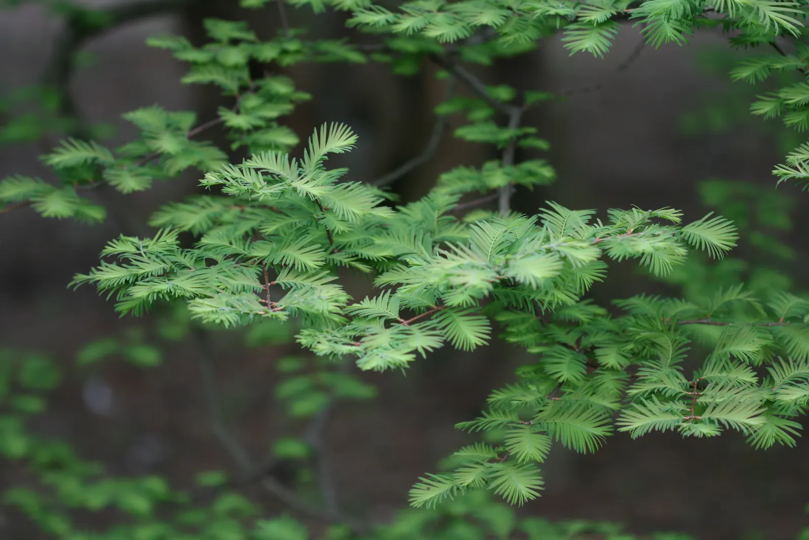 Dawn Redwood (Metasequoia Glyptostroboides) — deep green as the season progresses; which is atypical for conifers, image 65