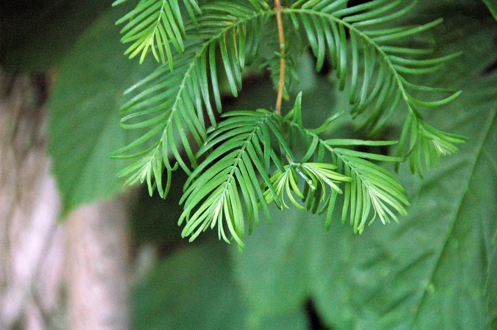 Dawn Redwood (Metasequoia Glyptostroboides) — well-drained soil; it tolerates wet conditions better than most conifers