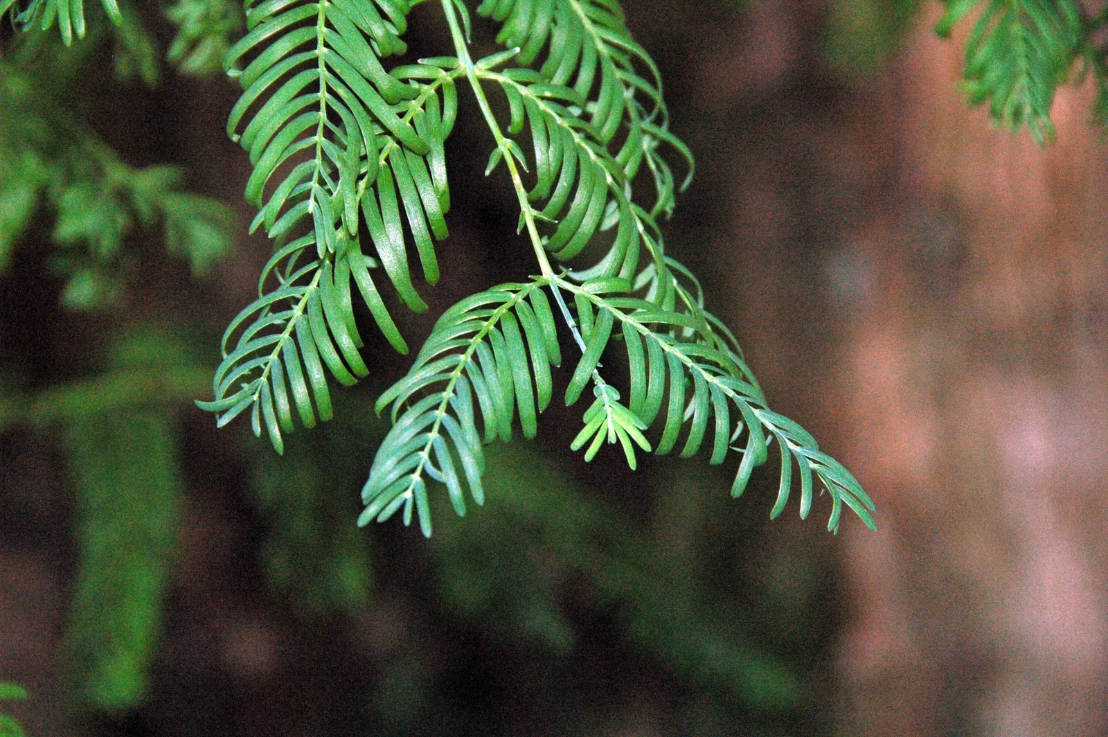 Dawn Redwood (Metasequoia Glyptostroboides) — turning vivid shades of orange-brown before shedding; it was rediscovered in the 1940s in China, image 91
