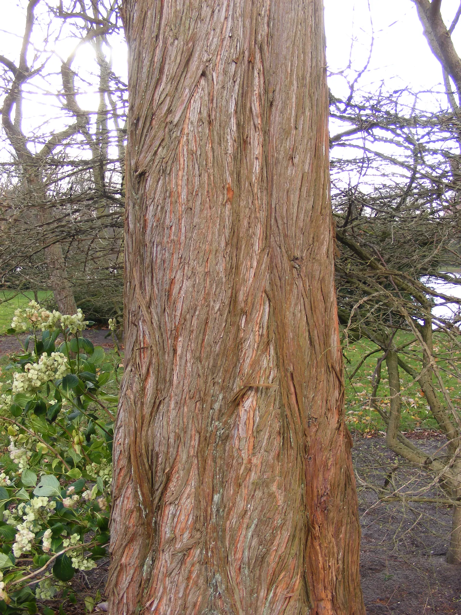 Dawn Redwood (Metasequoia Glyptostroboides) — conifer / tree for full; given that this tree has a fast growth rate of around 2 to 2.5 feet per year