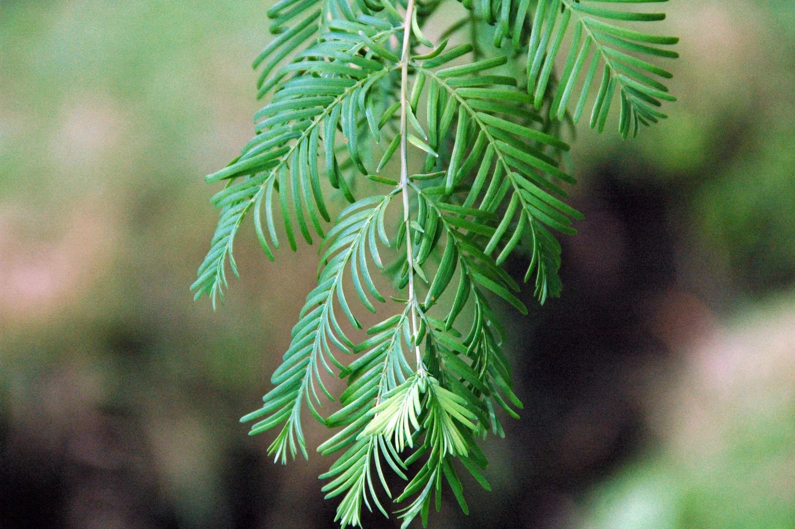 Dawn Redwood (Metasequoia Glyptostroboides) — this fast-growing tree thrives in USDA zones 5-8; is a deciduous conifer that reaches up to 100 feet, image 76