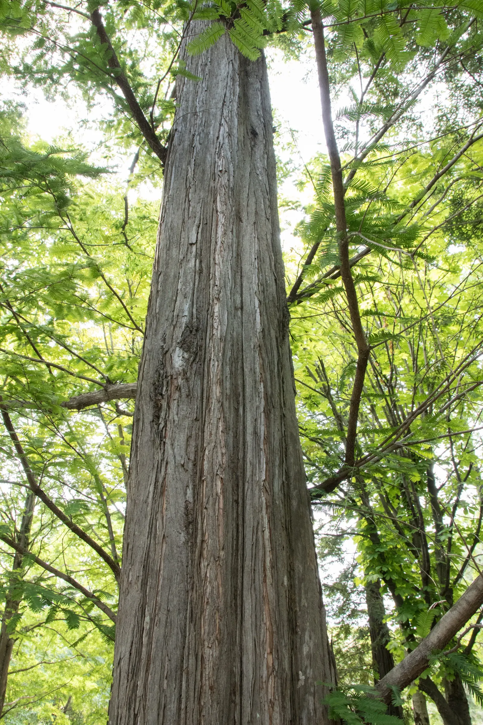 Dawn Redwood (Metasequoia Glyptostroboides) — Esteemed for its pyramidal shape and bright green; thus regarded as a "living fossil." This stately species