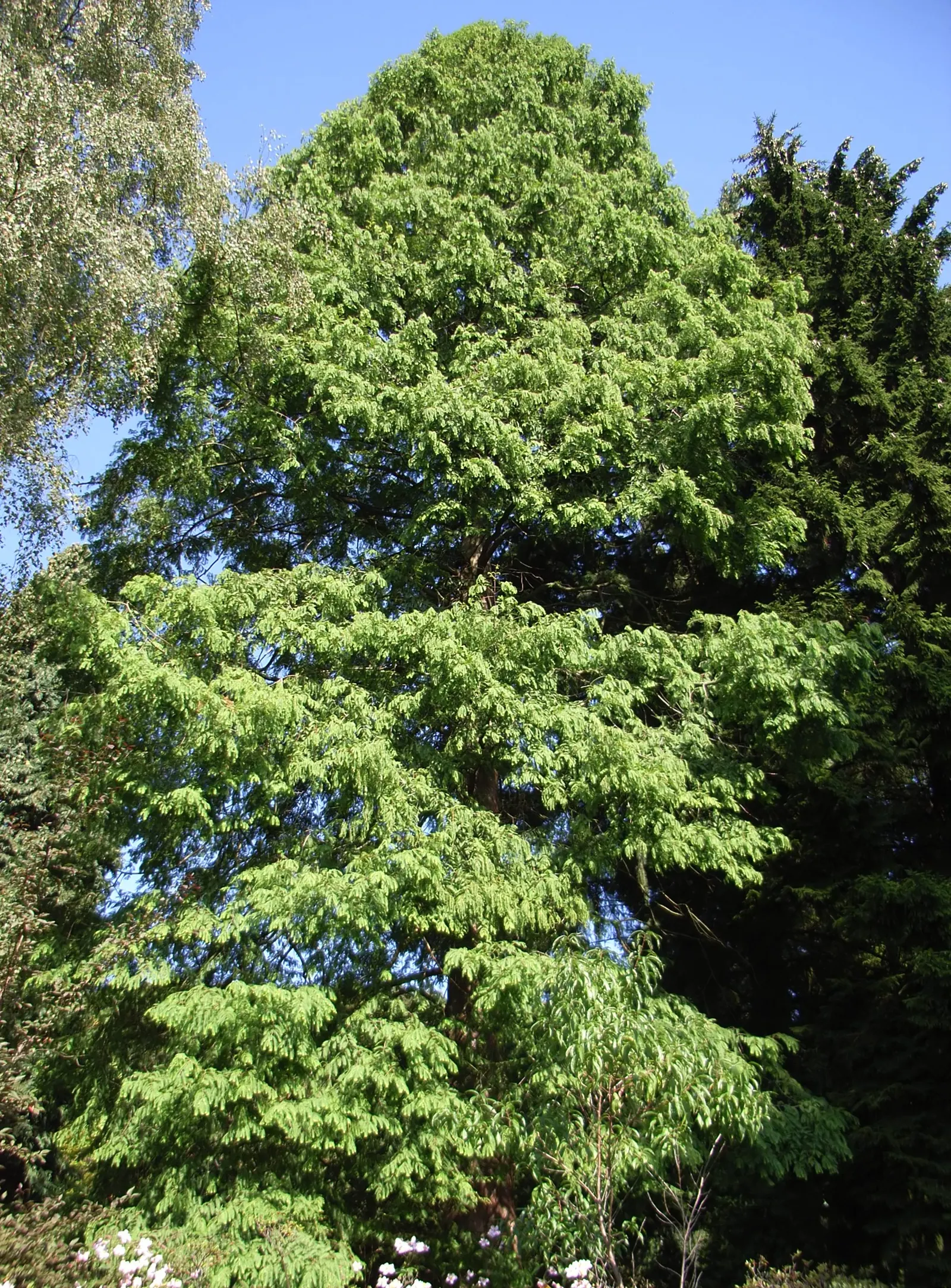 Dawn Redwood (Metasequoia Glyptostroboides) — it was rediscovered in the 1940s in China; turning vivid shades of orange-brown before shedding, image 106