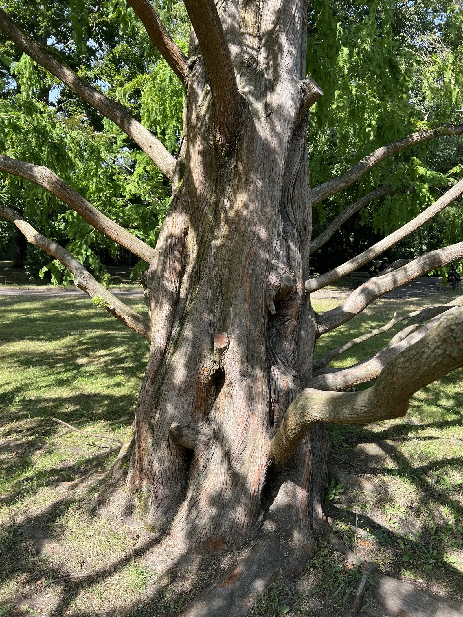 Dawn Redwood (Metasequoia Glyptostroboides) — which is atypical for conifers; deep green as the season progresses, image 68