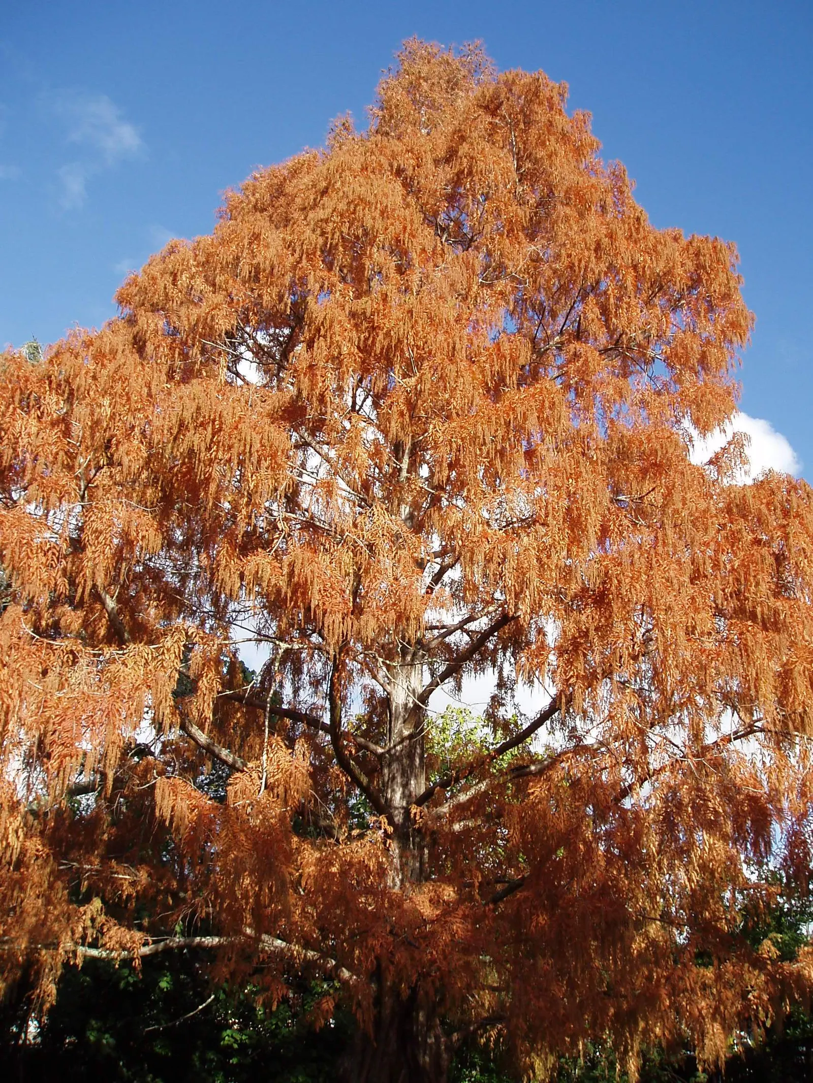 Dawn Redwood (Metasequoia Glyptostroboides) — the foliage offers a stunning display; feathery needles that turn orange-brown in fall, image 114