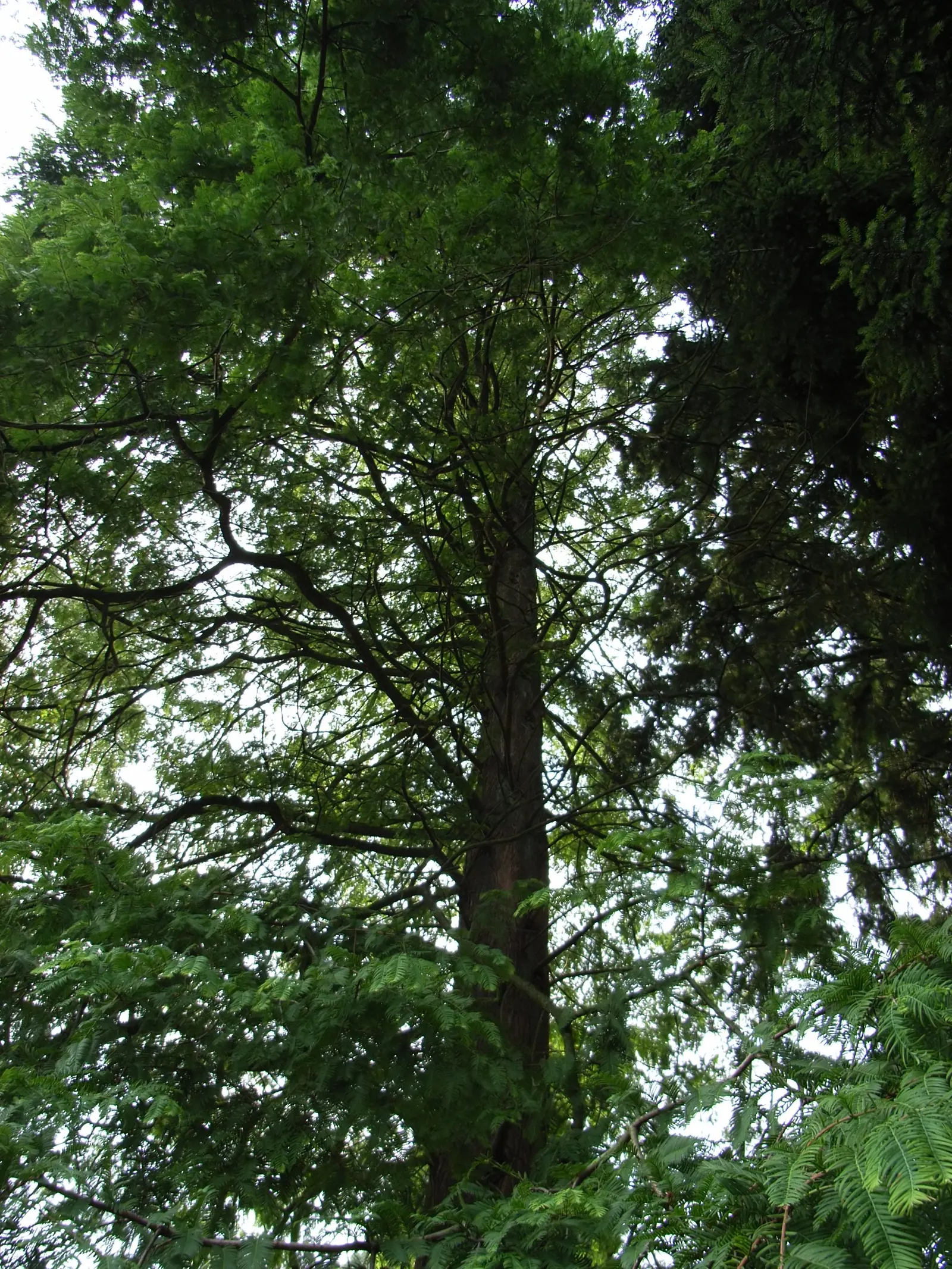 Dawn Redwood (Metasequoia Glyptostroboides) — providing a heritage quality to the landscape; the tree should be planted in full sun to partial, image 95