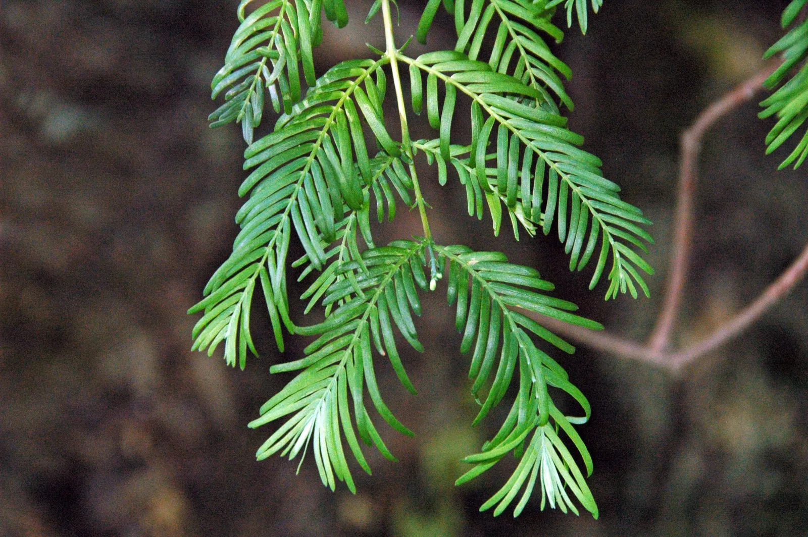 Dawn Redwood (Metasequoia Glyptostroboides) — preferring full sun and moist; fern-like foliage and storied history, image 101
