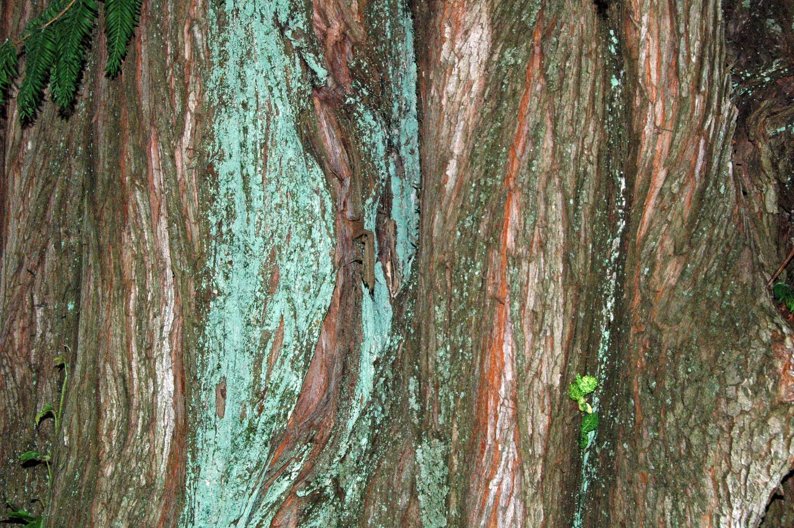 Dawn Redwood (Metasequoia Glyptostroboides) — conifer / tree for full; given that this tree has a fast growth rate of around 2 to 2.5 feet per year, image 96