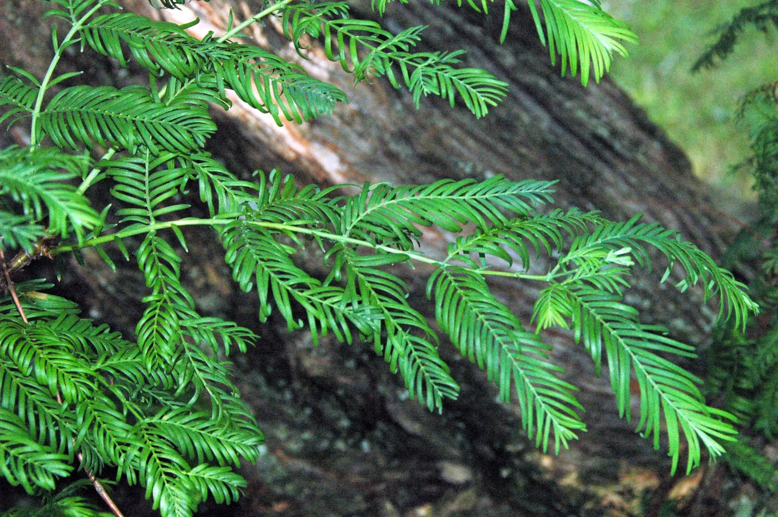 Dawn Redwood (Metasequoia Glyptostroboides) — the Dawn Redwood thrives in USDA hardiness zones 5 through 8; making it suitable for waterside plantings