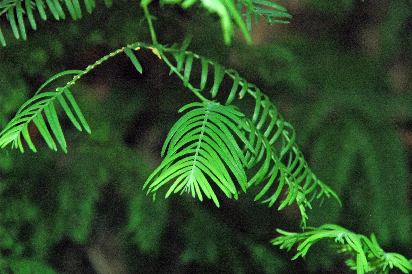 Dawn Redwood (Metasequoia Glyptostroboides) — deep green as the season progresses; which is atypical for conifers, image 113