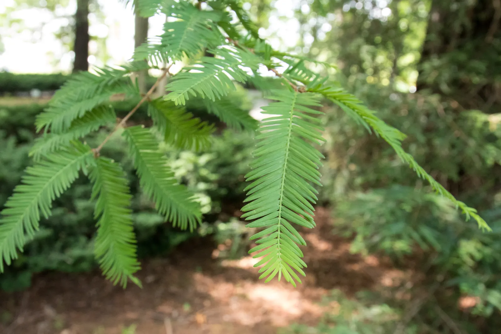 Dawn Redwood (Metasequoia Glyptostroboides) — making it suitable for waterside plantings; the Dawn Redwood thrives in USDA hardiness zones 5 through 8