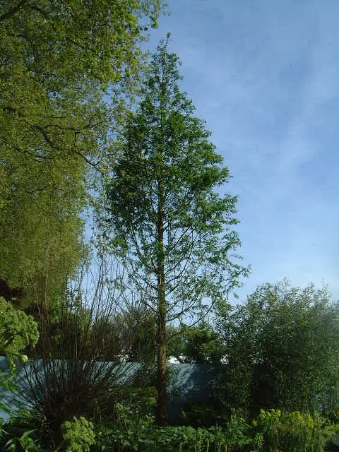 Dawn Redwood (Metasequoia Glyptostroboides) — preferring full sun and moist; fern-like foliage and storied history, image 53