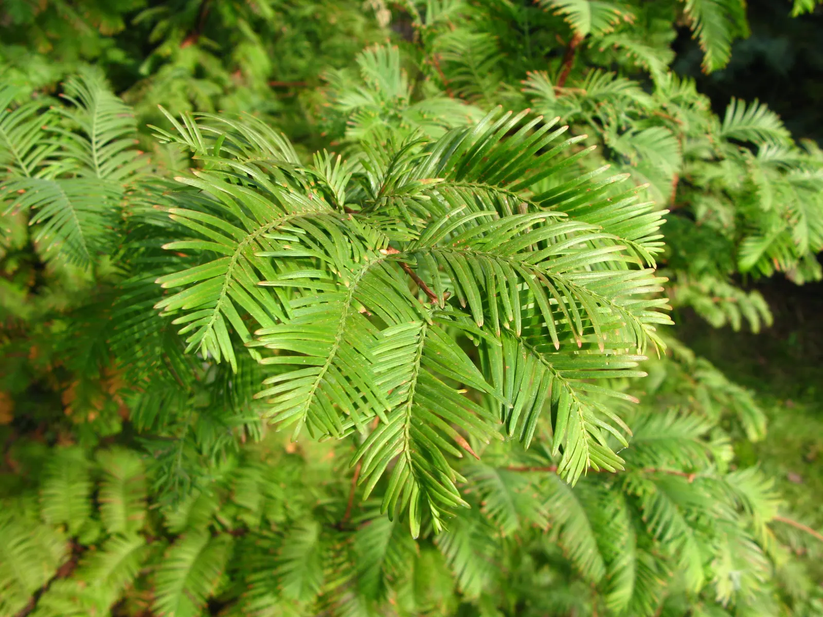 Dawn Redwood (Metasequoia Glyptostroboides) — fern-like foliage and storied history