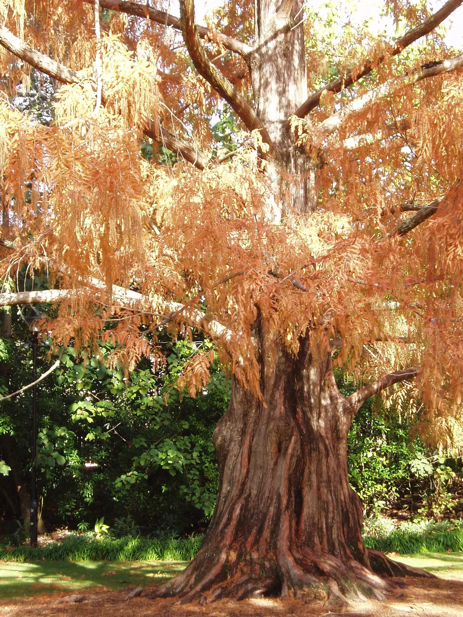 Dawn Redwood (Metasequoia Glyptostroboides) — this fast-growing tree thrives in USDA zones 5-8