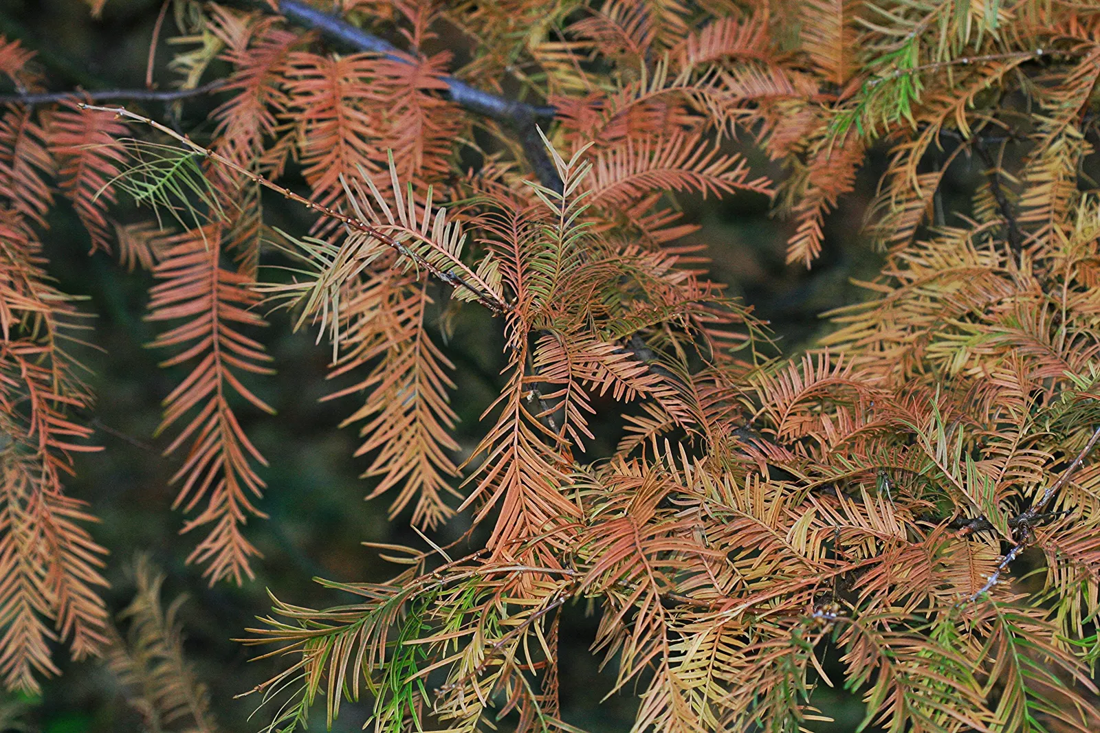 Dawn Redwood (Metasequoia Glyptostroboides) — is a deciduous conifer that reaches up to 100 feet in height with a 25-foot spread; this fast-growing, image 73
