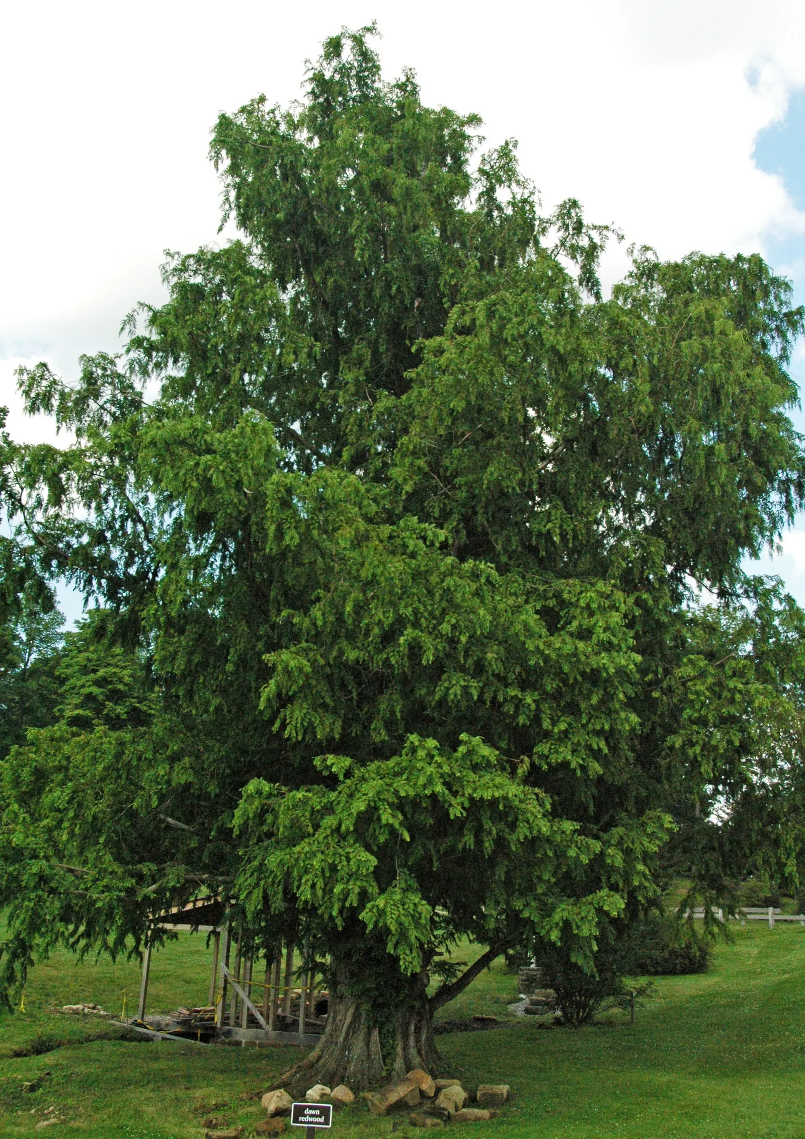Dawn Redwood (Metasequoia Glyptostroboides) — is a deciduous conifer that reaches up to 100 feet in height with a 25-foot spread; this fast-growing tree