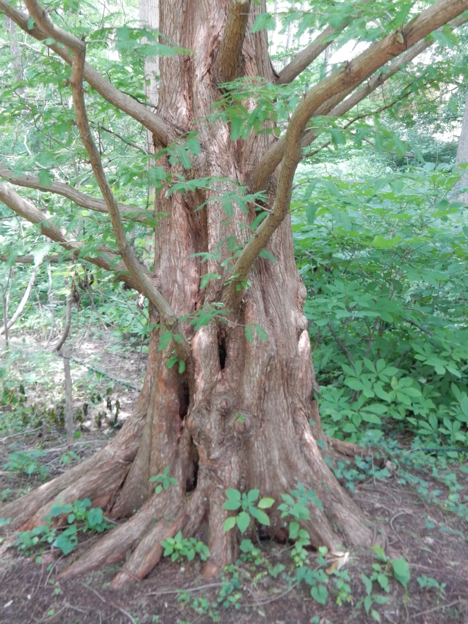 Dawn Redwood (Metasequoia Glyptostroboides) — deciduous conifer renowned for its beautiful; be sure to allocate ample space for it to reach full, image 103