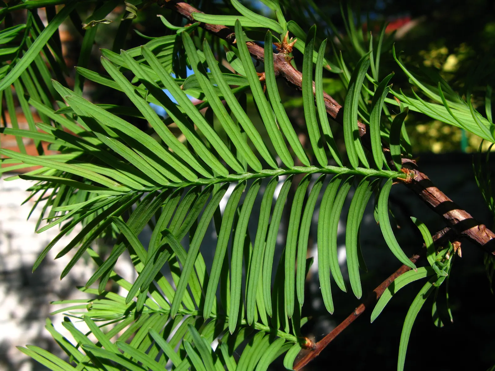 Dawn Redwood (Metasequoia Glyptostroboides) — Originally thought extinct and known only from fossil records; frequently reaching 70 to 100 feet tall with a 20
