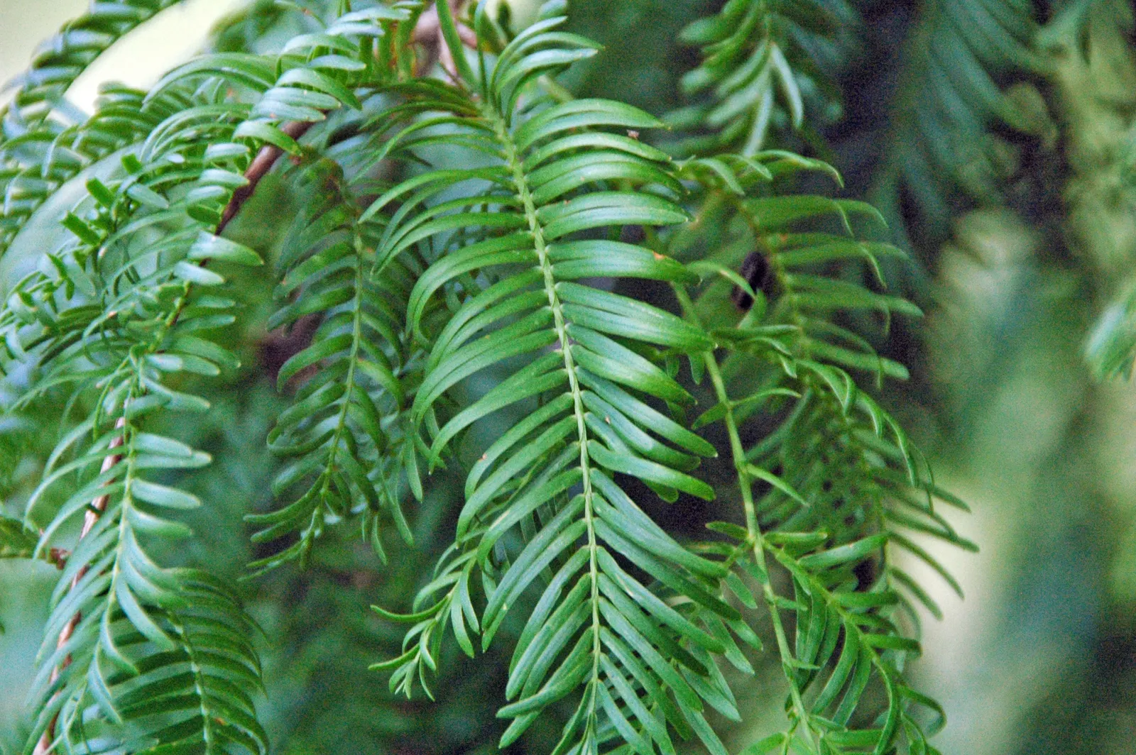 Dawn Redwood (Metasequoia Glyptostroboides) — this fast-growing tree thrives in USDA zones 5-8; is a deciduous conifer that reaches up to 100 feet in height