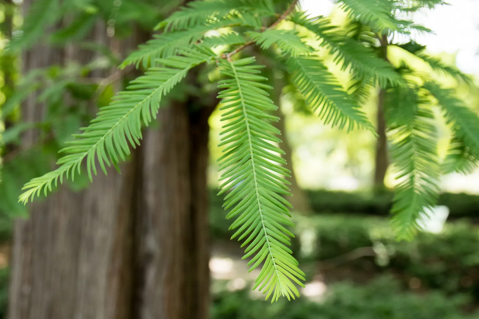 Dawn Redwood (Metasequoia Glyptostroboides) — making it suitable for waterside plantings