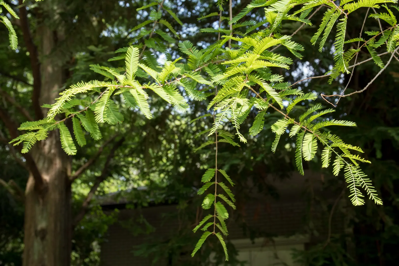 Dawn Redwood (Metasequoia Glyptostroboides) — deep green as the season progresses