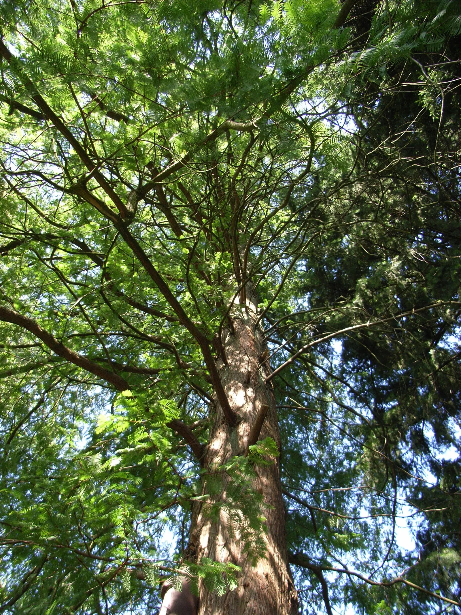 Dawn Redwood (Metasequoia Glyptostroboides) — Its majestic stature and history as a living fossil make it a focal point in any landscape, image 54