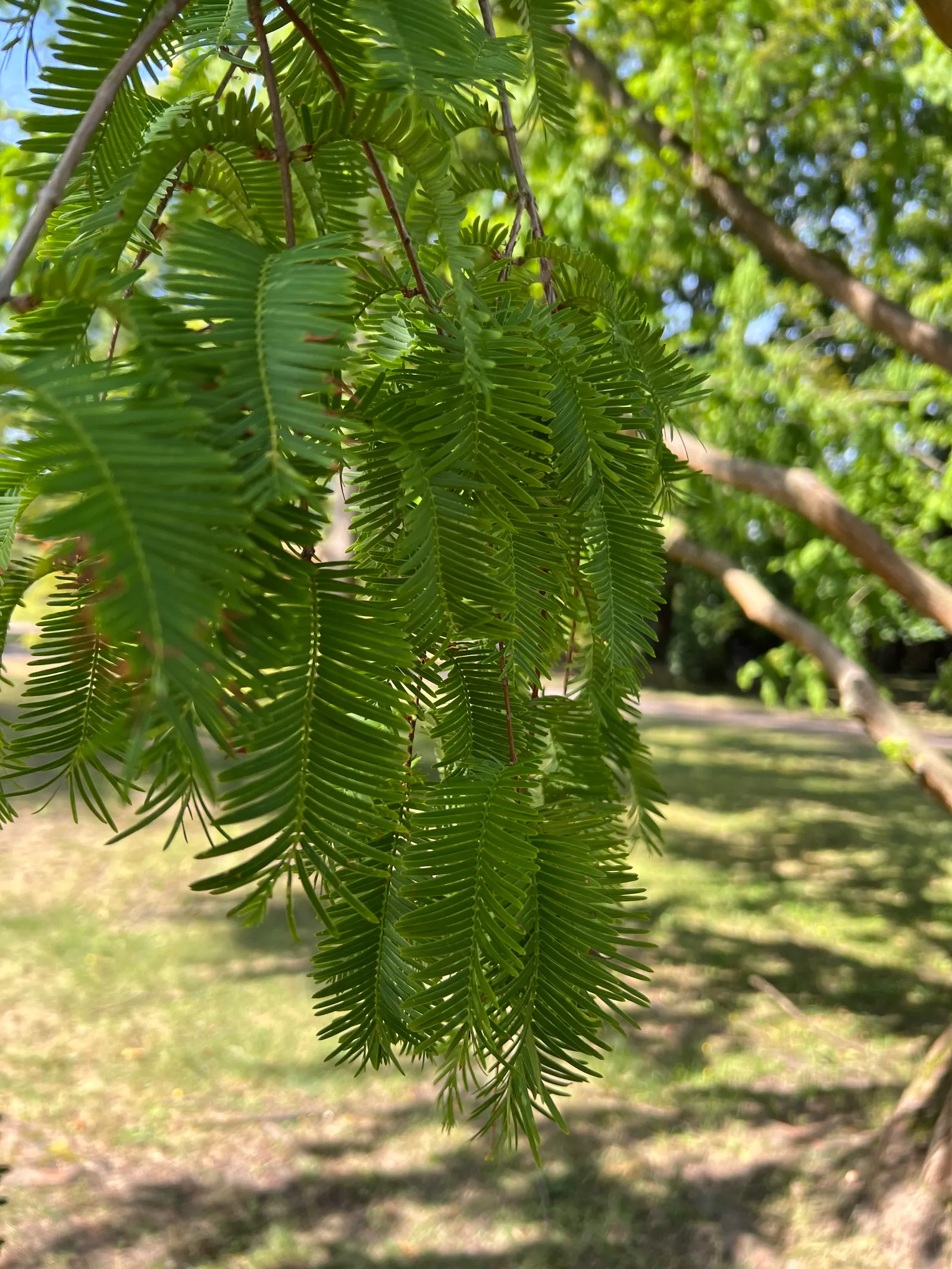 Dawn Redwood (Metasequoia Glyptostroboides) — fern-like foliage and storied history; preferring full sun and moist