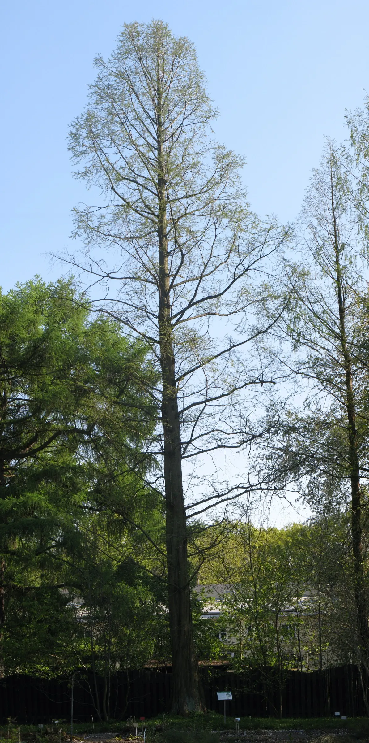 Dawn Redwood (Metasequoia Glyptostroboides) — providing a heritage quality to the landscape; the tree should be planted in full sun to partial shade in moist