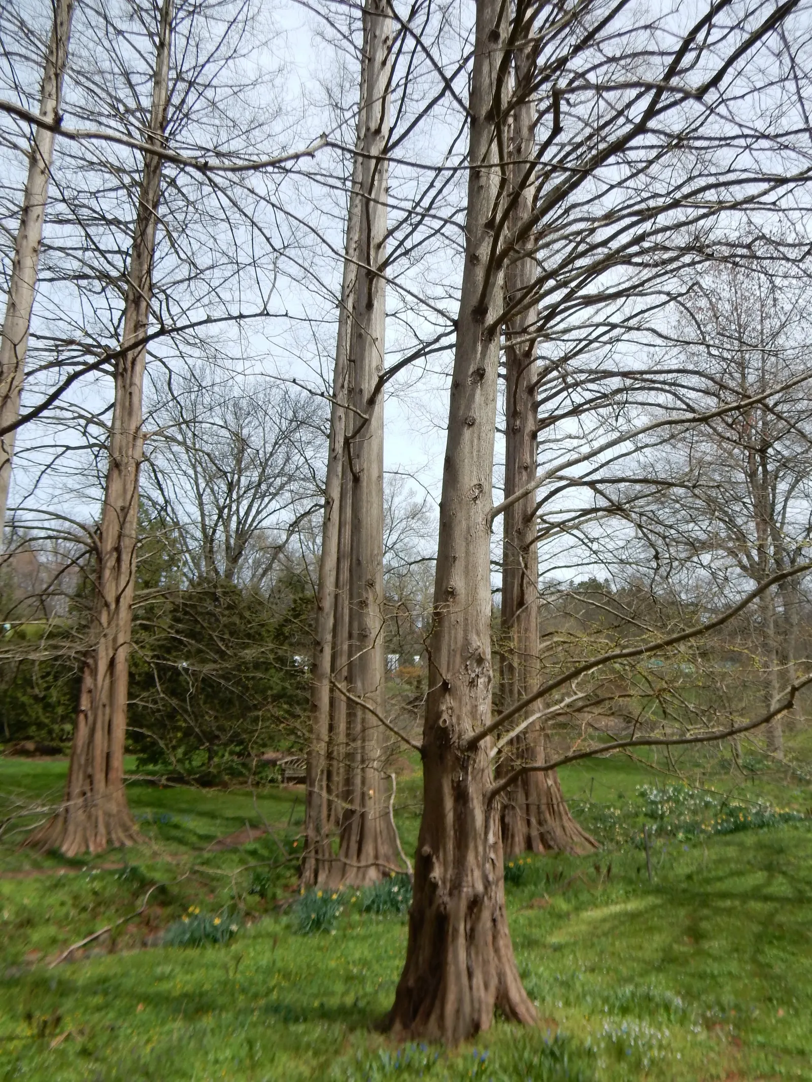 Dawn Redwood (Metasequoia Glyptostroboides) — be sure to allocate ample space for it to reach full maturity; deciduous conifer renowned for its, image 94