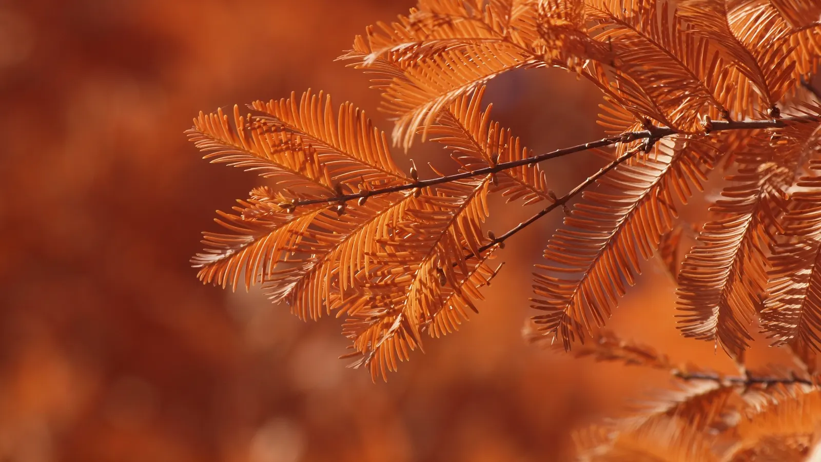 Dawn Redwood (Metasequoia Glyptostroboides) — fern-like foliage and storied history; preferring full sun and moist, image 56