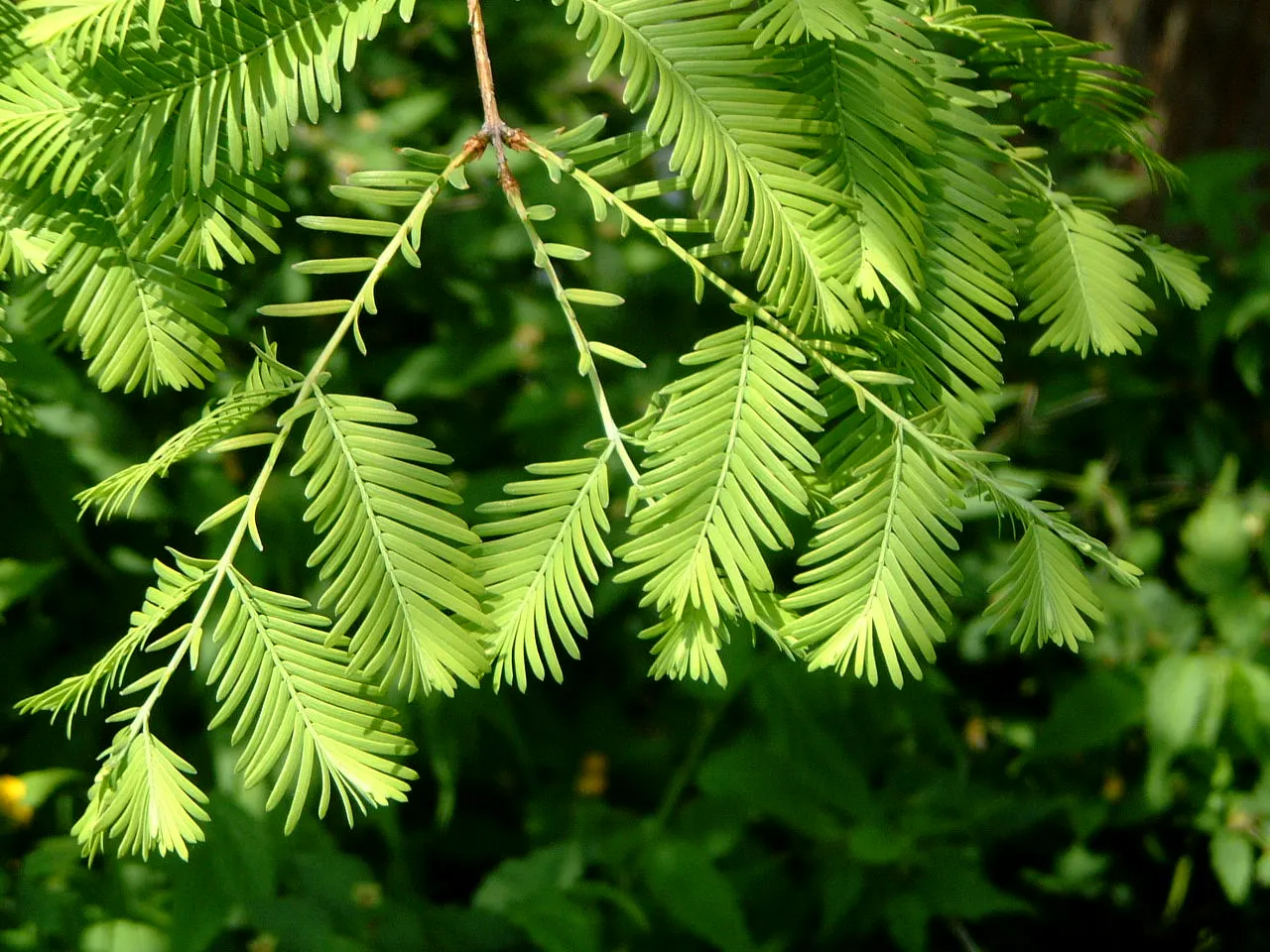 Dawn Redwood (Metasequoia Glyptostroboides) — Its majestic stature and history as a living fossil make it a focal point in any landscape, image 78