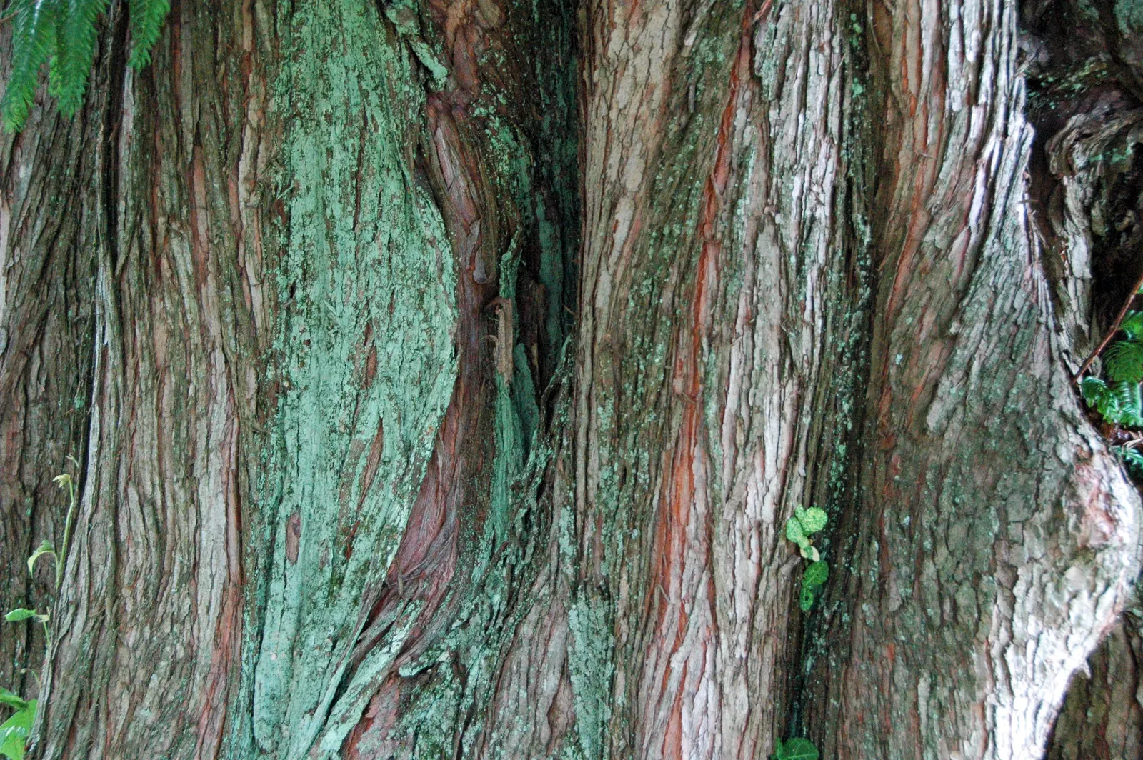Dawn Redwood (Metasequoia Glyptostroboides) — Originally thought extinct and known only from fossil records; frequently reaching 70 to 100 feet, image 81