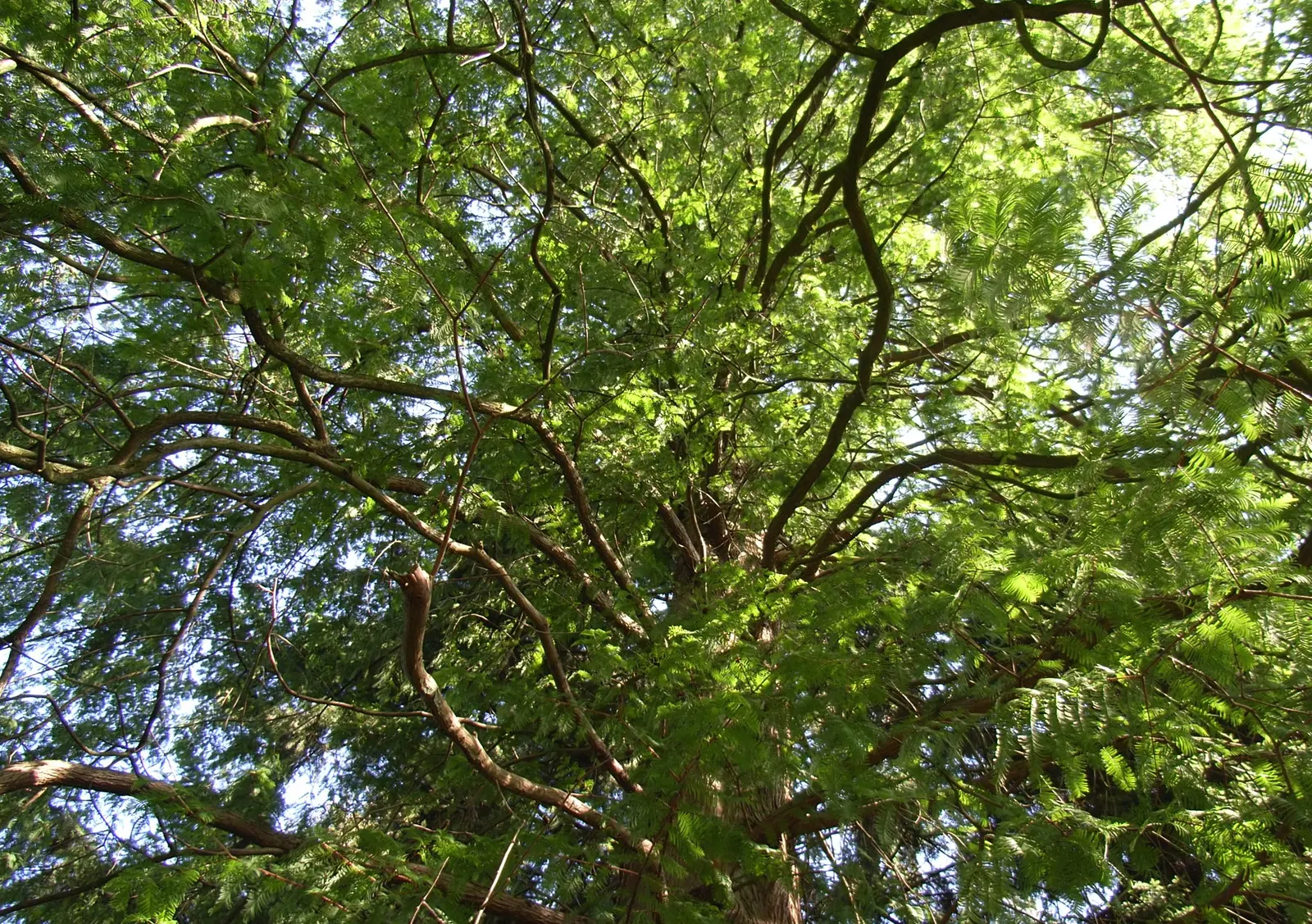 Dawn Redwood (Metasequoia Glyptostroboides) — the Dawn Redwood thrives in USDA hardiness zones 5 through 8; making it suitable for waterside, image 85