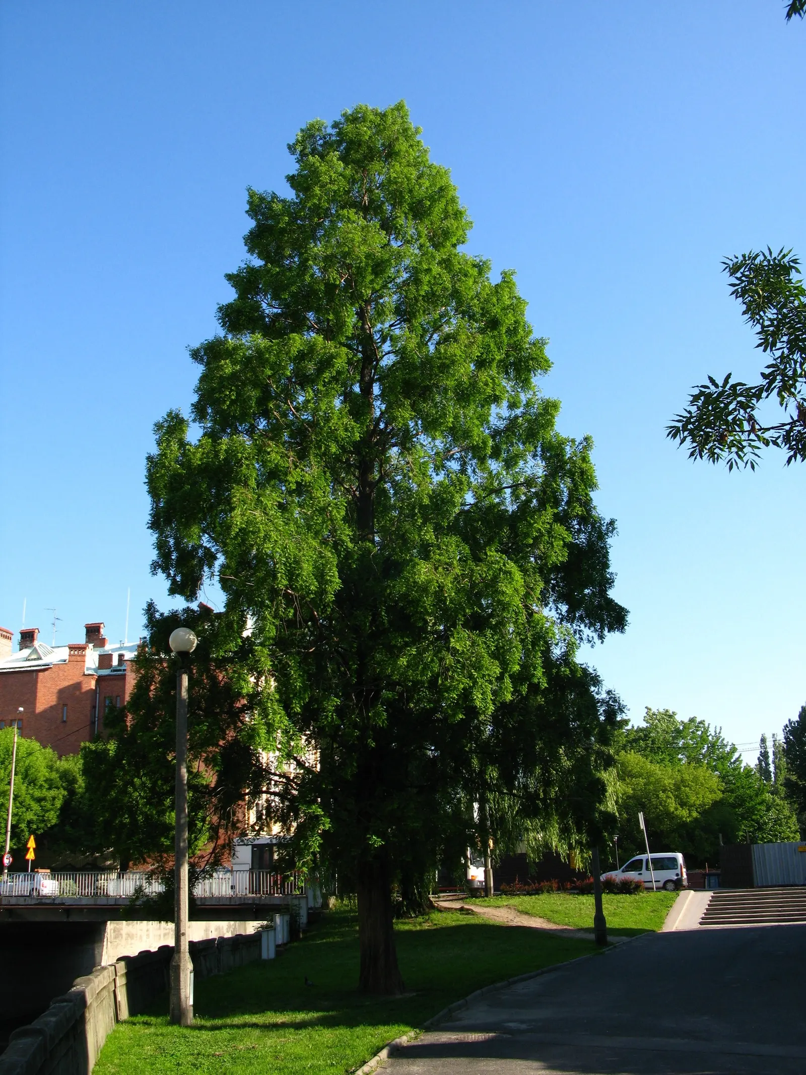 Dawn Redwood (Metasequoia Glyptostroboides) — The tree should be planted in full sun to partial shade in moist