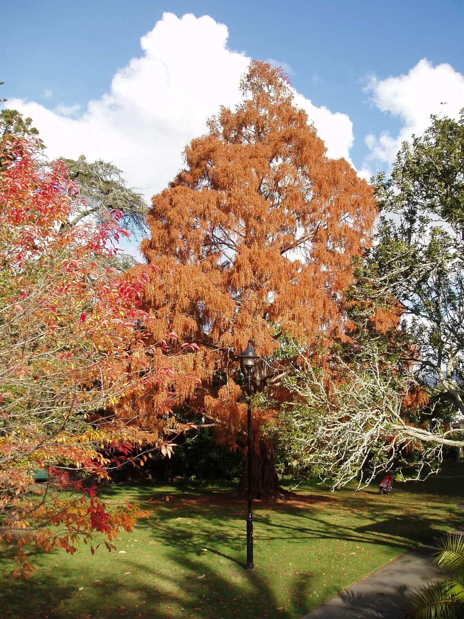 Dawn Redwood (Metasequoia Glyptostroboides) — feathery needles that turn orange-brown in fall; the foliage offers a stunning display