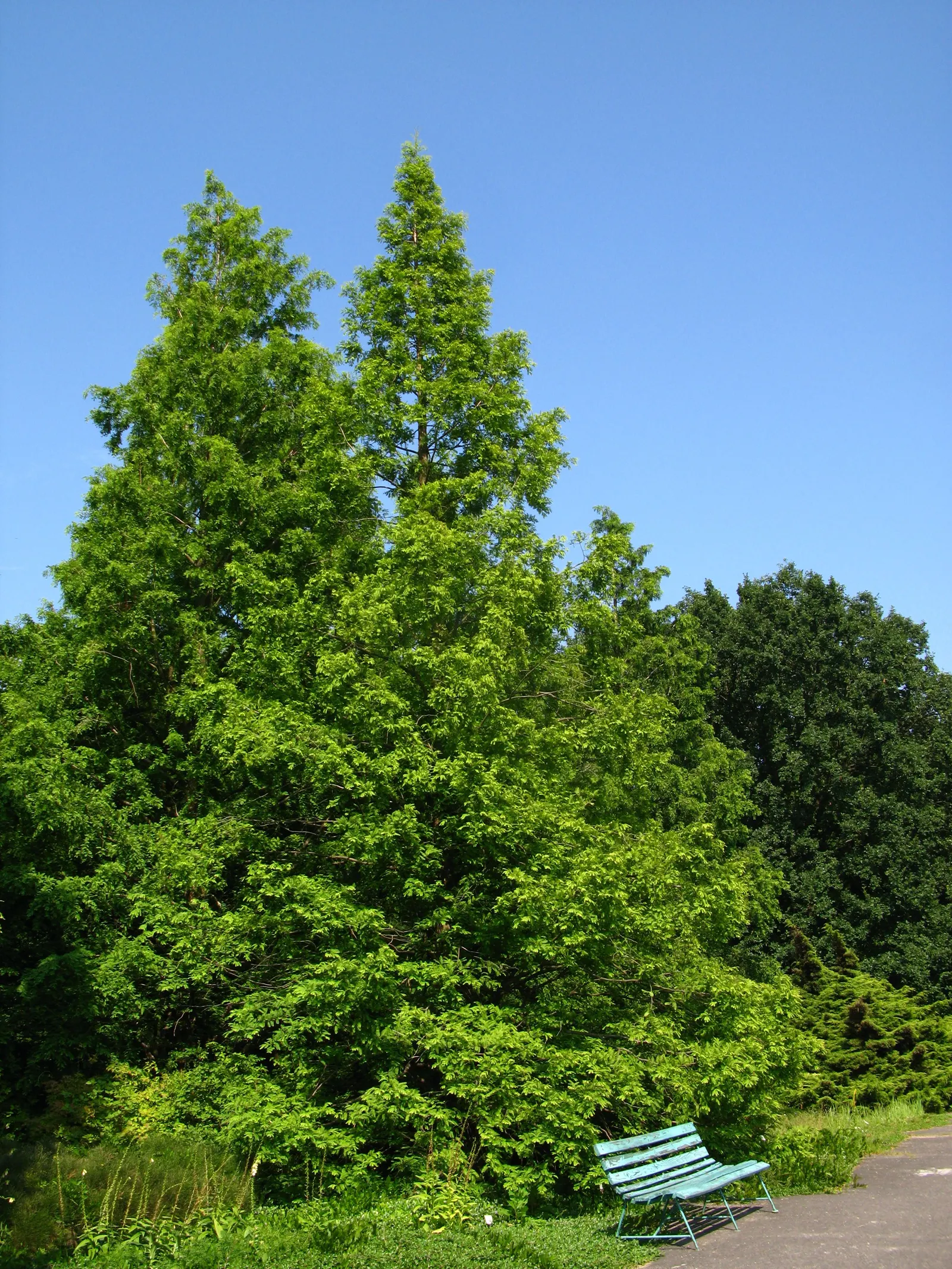 Dawn Redwood (Metasequoia Glyptostroboides) — frequently reaching 70 to 100 feet tall with a 20 to 25 feet widespread; originally thought extinct and known