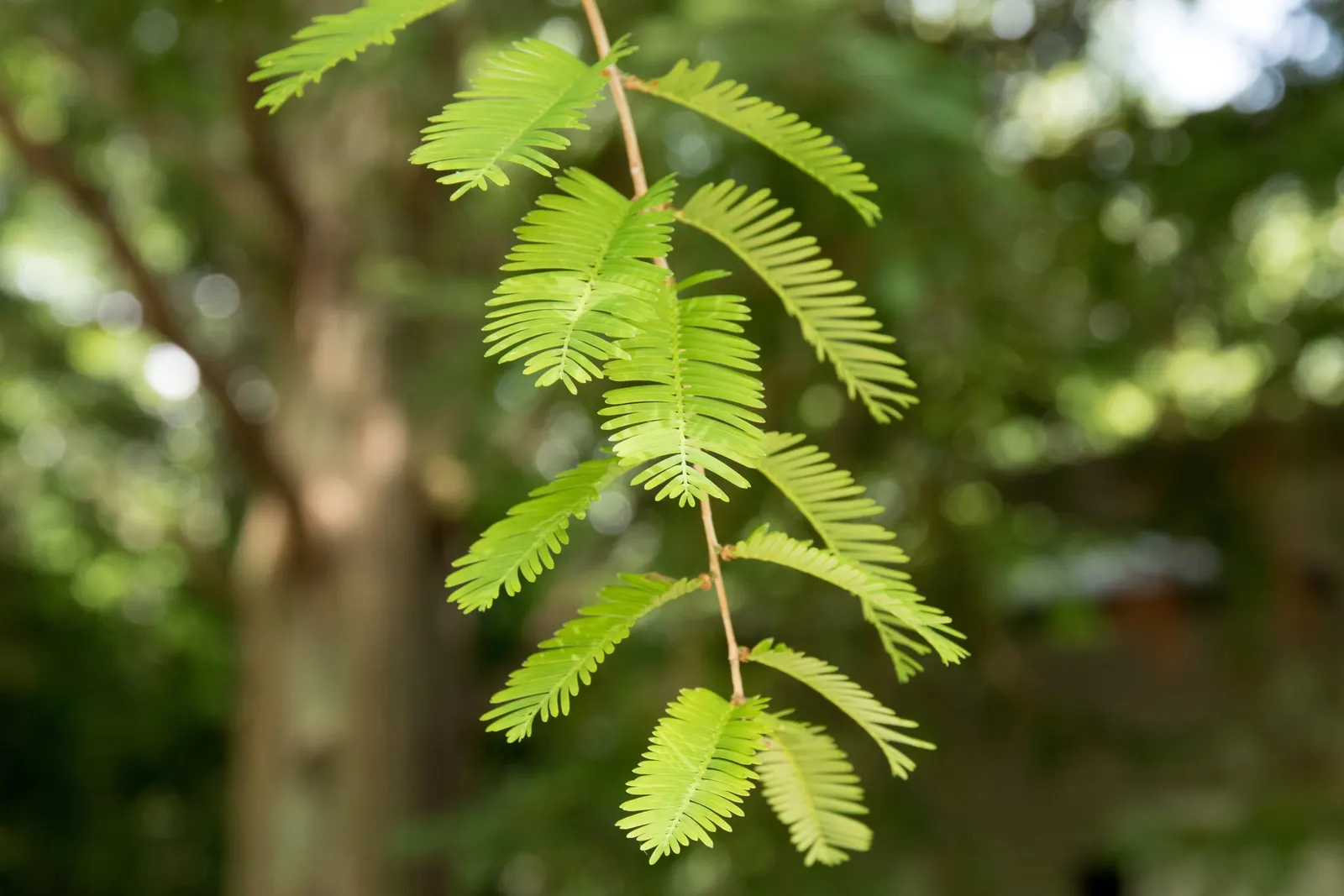 Dawn Redwood (Metasequoia Glyptostroboides) — making it suitable for waterside plantings; the Dawn Redwood thrives in USDA hardiness zones 5, image 112