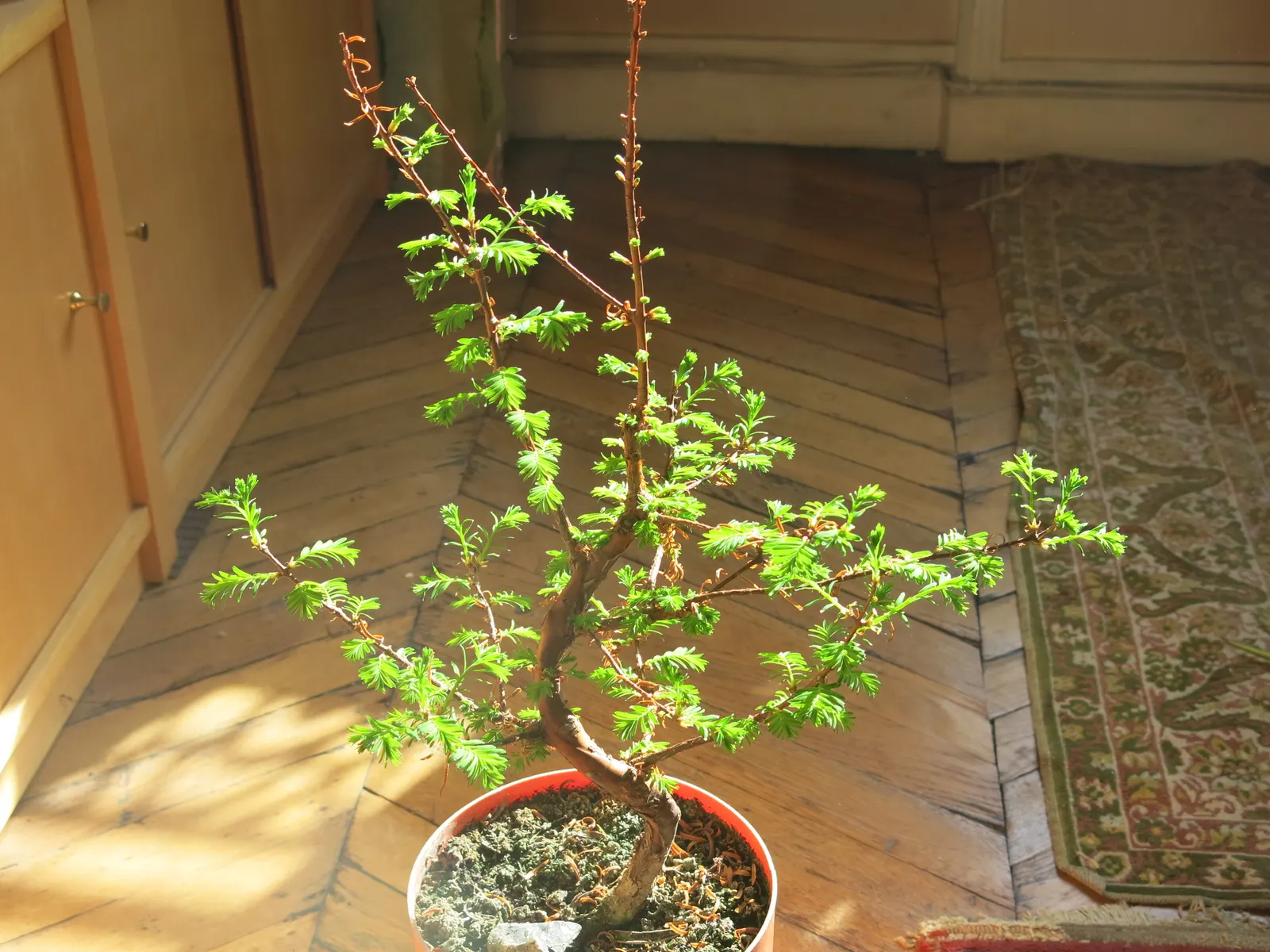 Dawn Redwood (Metasequoia Glyptostroboides) — be sure to allocate ample space for it to reach full maturity; deciduous conifer renowned for its beautiful
