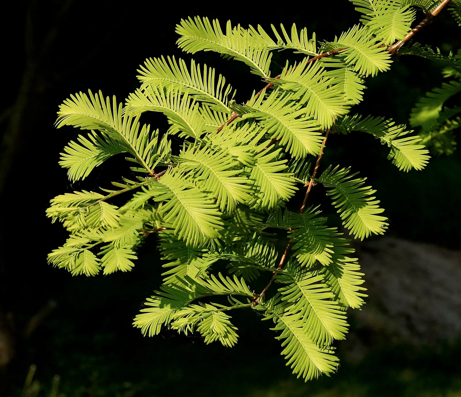 Dawn Redwood (Metasequoia Glyptostroboides) — thus regarded as a "living fossil." This stately species rapidly grows to impressive heights, image 83
