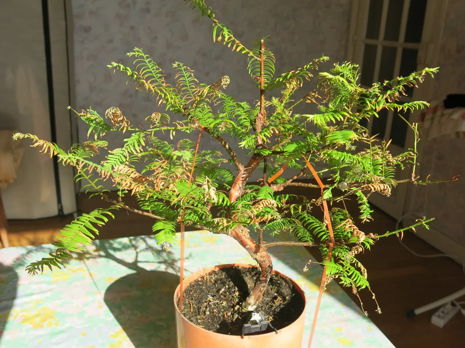 Dawn Redwood (Metasequoia Glyptostroboides) — which is atypical for conifers; deep green as the season progresses