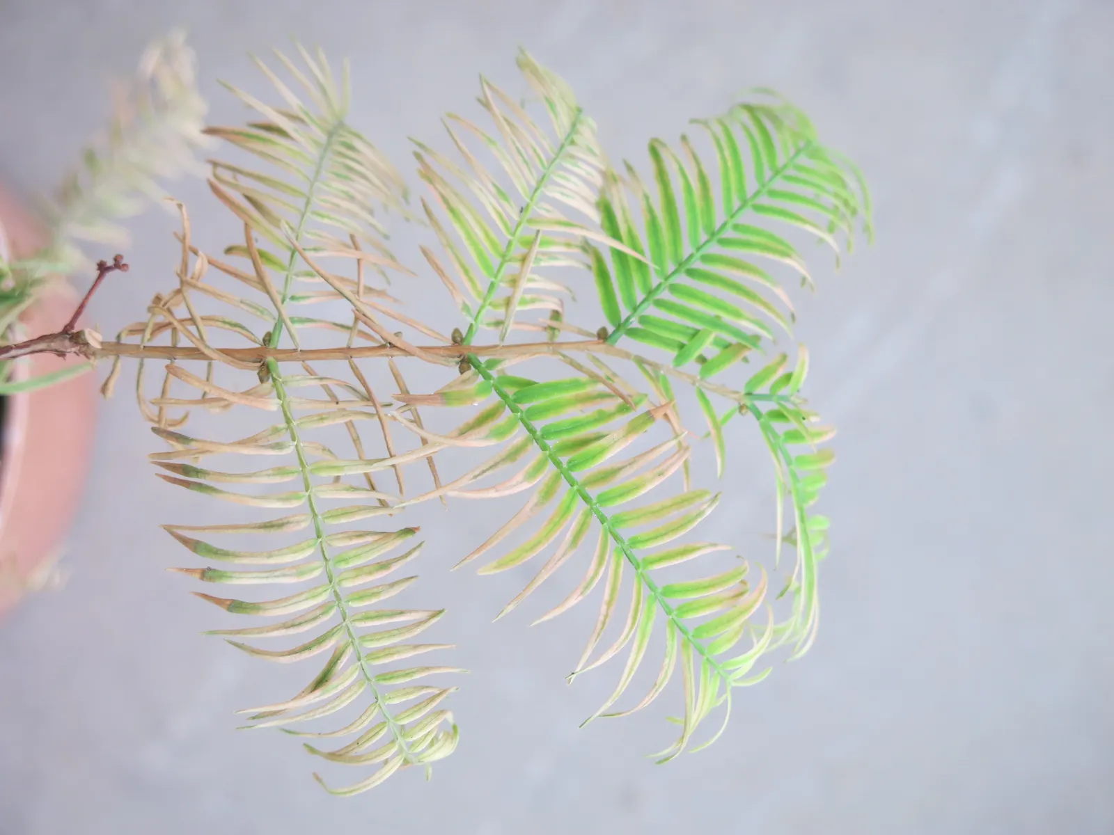Dawn Redwood (Metasequoia Glyptostroboides) — deciduous conifer renowned for its beautiful; be sure to allocate ample space for it to reach full maturity