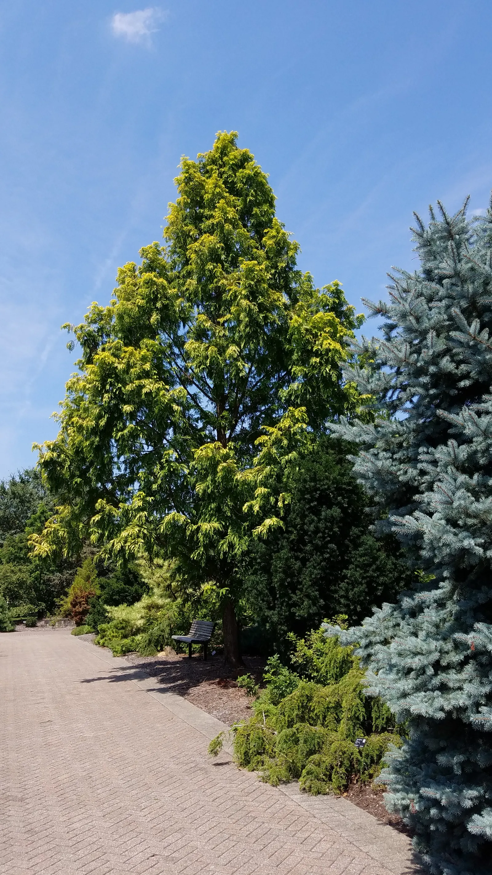 Dawn Redwood (Metasequoia Glyptostroboides) — frequently reaching 70 to 100 feet tall with a 20 to 25 feet widespread