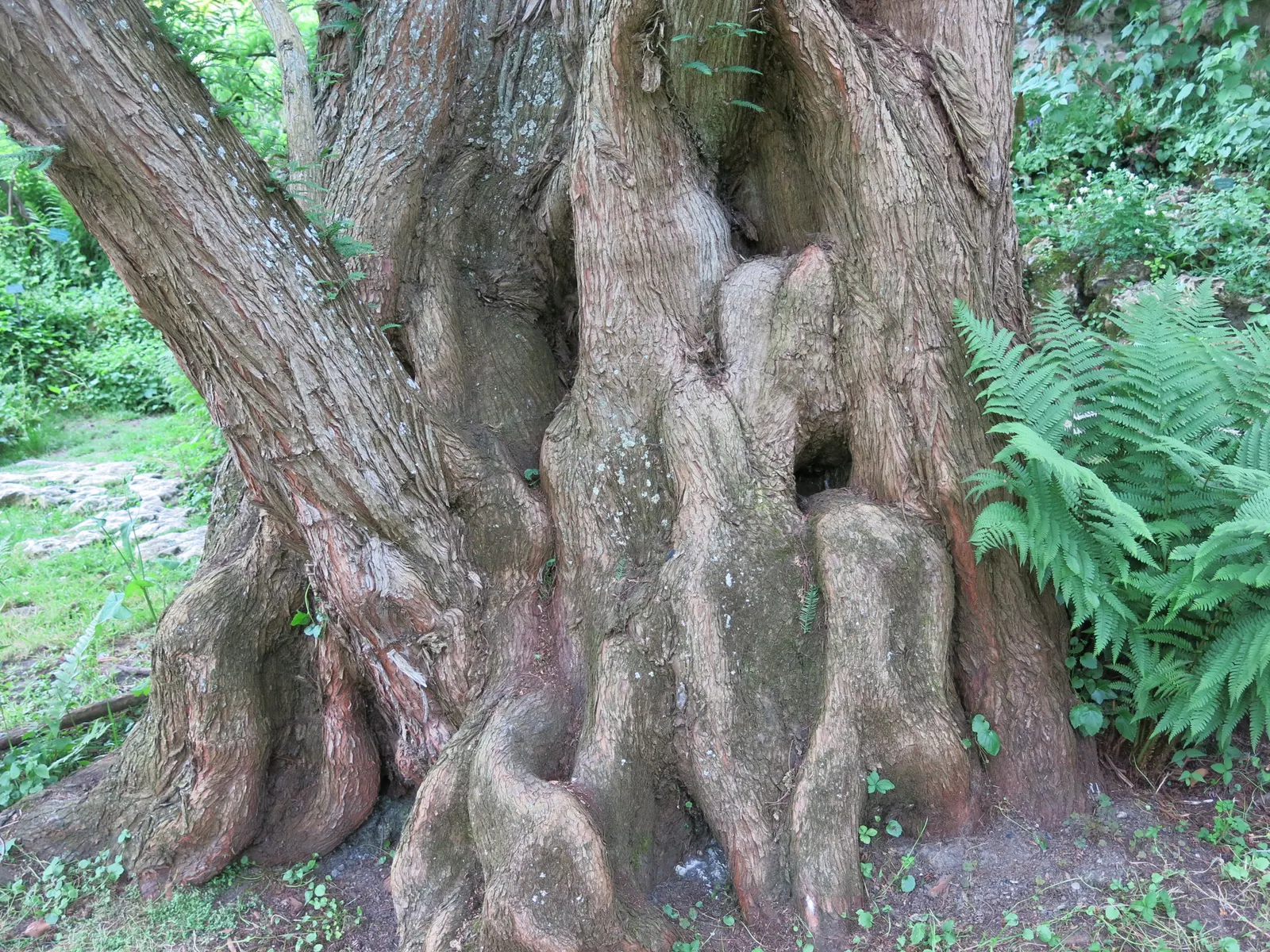 Dawn Redwood (Metasequoia Glyptostroboides) — fern-like foliage and storied history; preferring full sun and moist, image 104