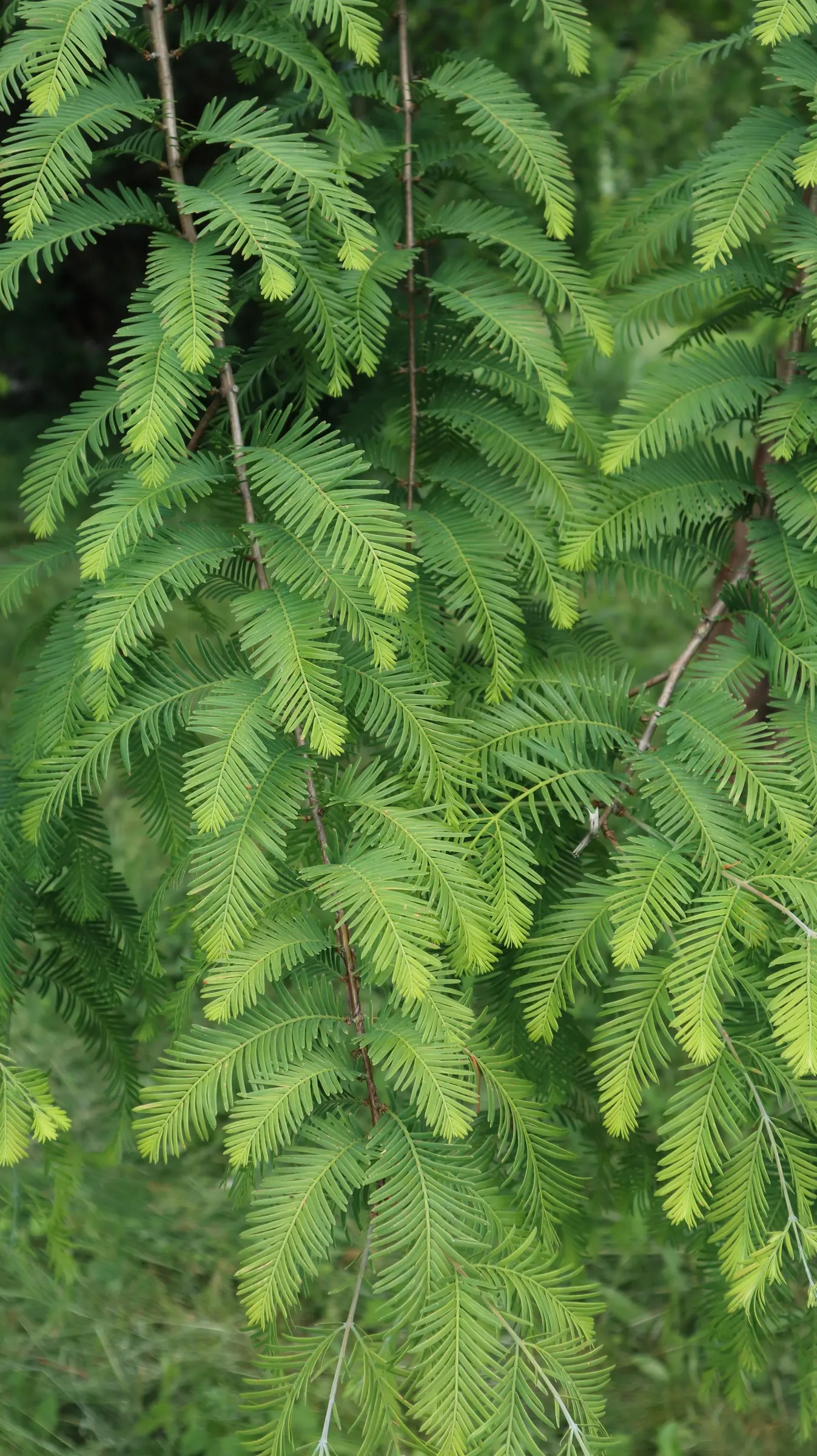Dawn Redwood (Metasequoia Glyptostroboides) — Esteemed for its pyramidal shape and bright green