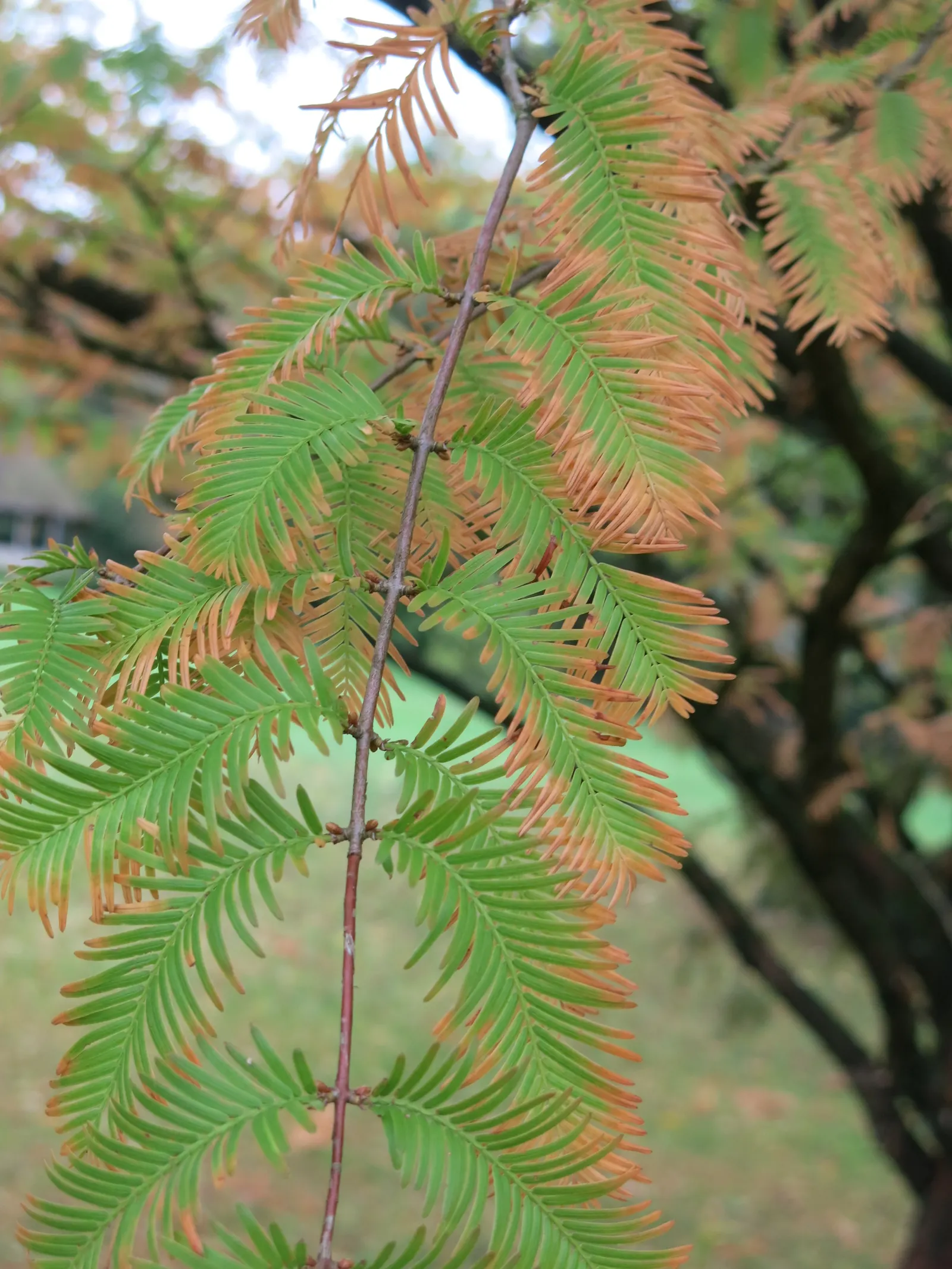 Dawn Redwood (Metasequoia Glyptostroboides) — providing a heritage quality to the landscape