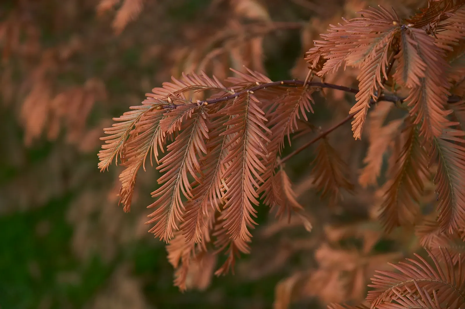 Dawn Redwood (Metasequoia Glyptostroboides) — which is atypical for conifers; deep green as the season progresses, image 92