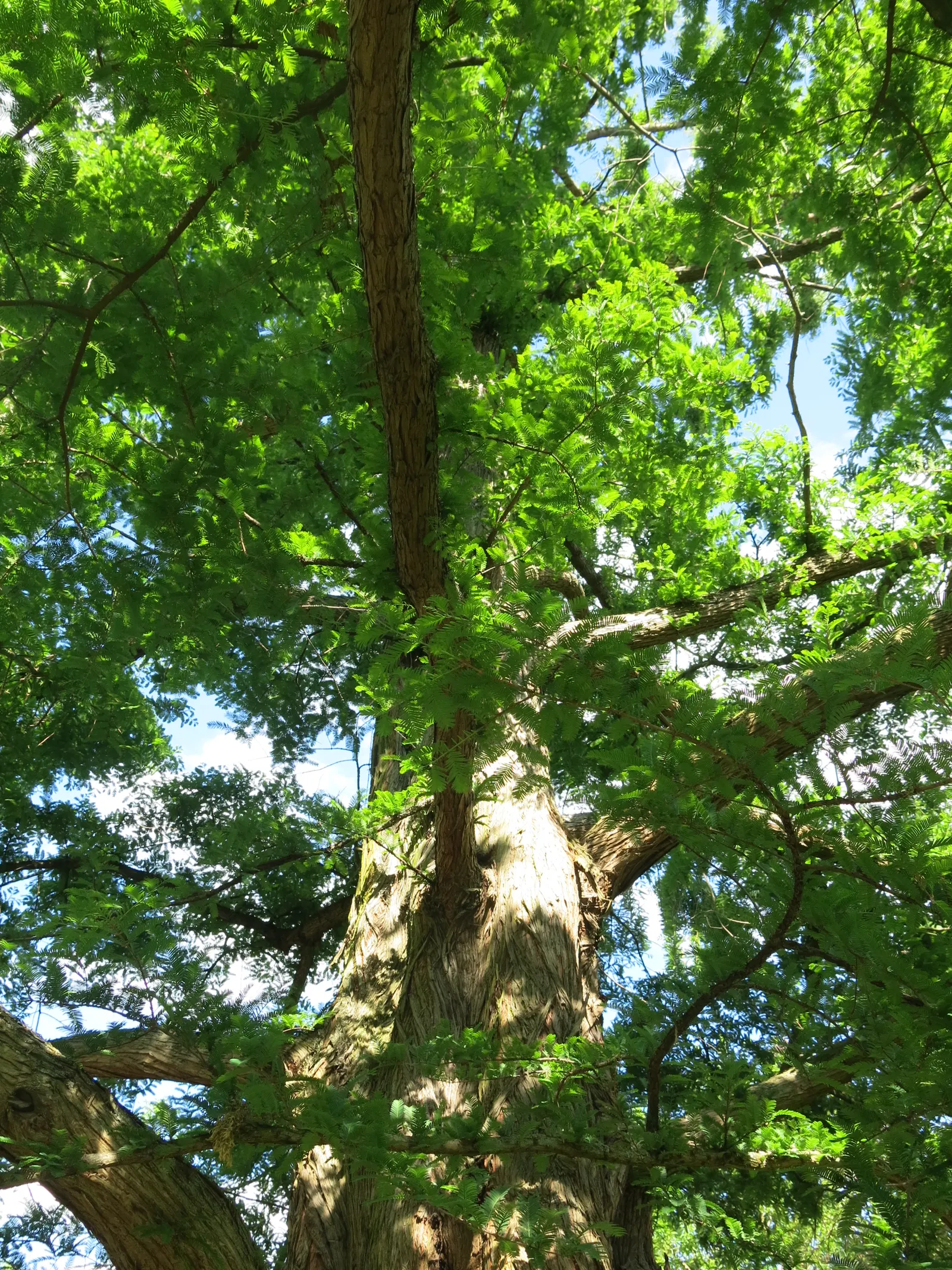 Dawn Redwood (Metasequoia Glyptostroboides) — well-drained soil; it tolerates wet conditions better than most conifers; its majestic stature and, image 111